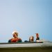 Good Neighbours Share What’s Next After the ‘Insane’ Success of ‘Home’